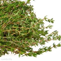 Thyme