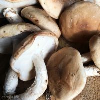 Shiitake Mushrooms