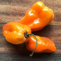 Habanero Peppers