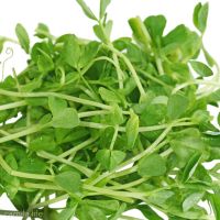 Pea Shoots Micro Greens